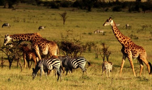 Kenya safari
