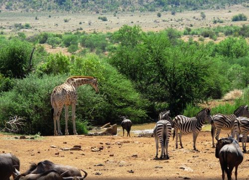 Top Safari Destination