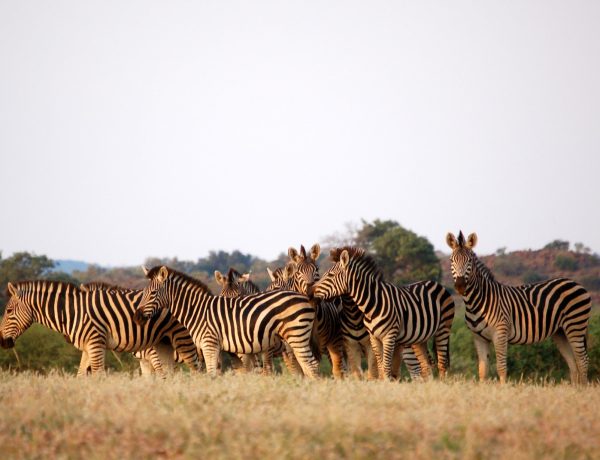 African safari